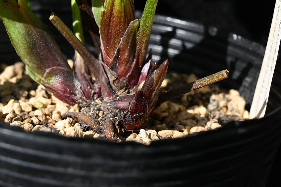 クリスマスローズ　認定グロッシーカラー　加藤農園