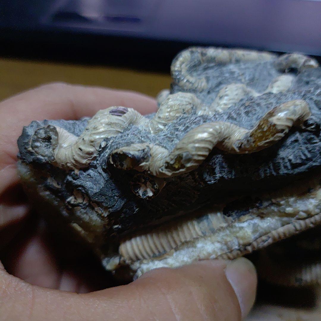 北海道アンモナイト 異常巻きハイファントセラス、ポリプチコセラス