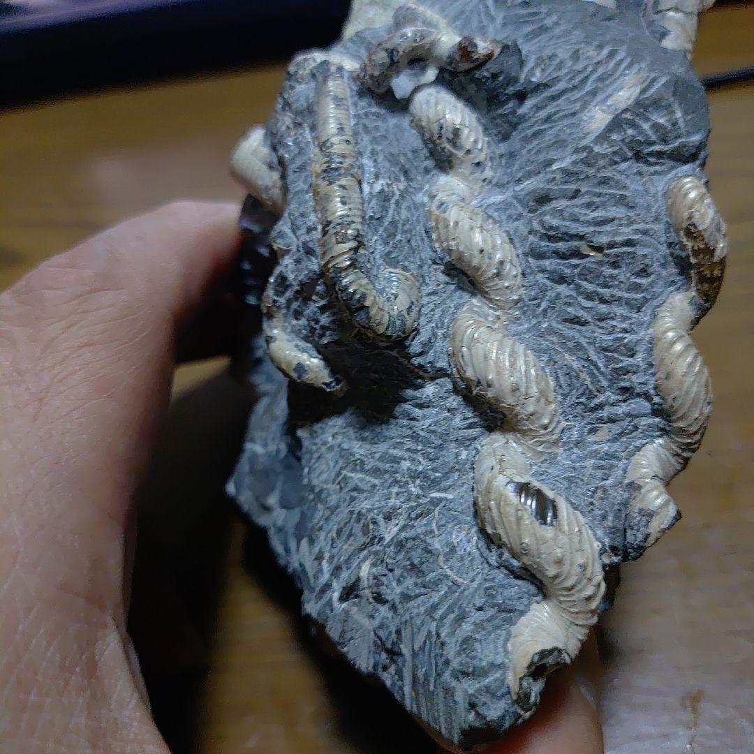 北海道アンモナイト 異常巻きハイファントセラス、ポリプチコセラス