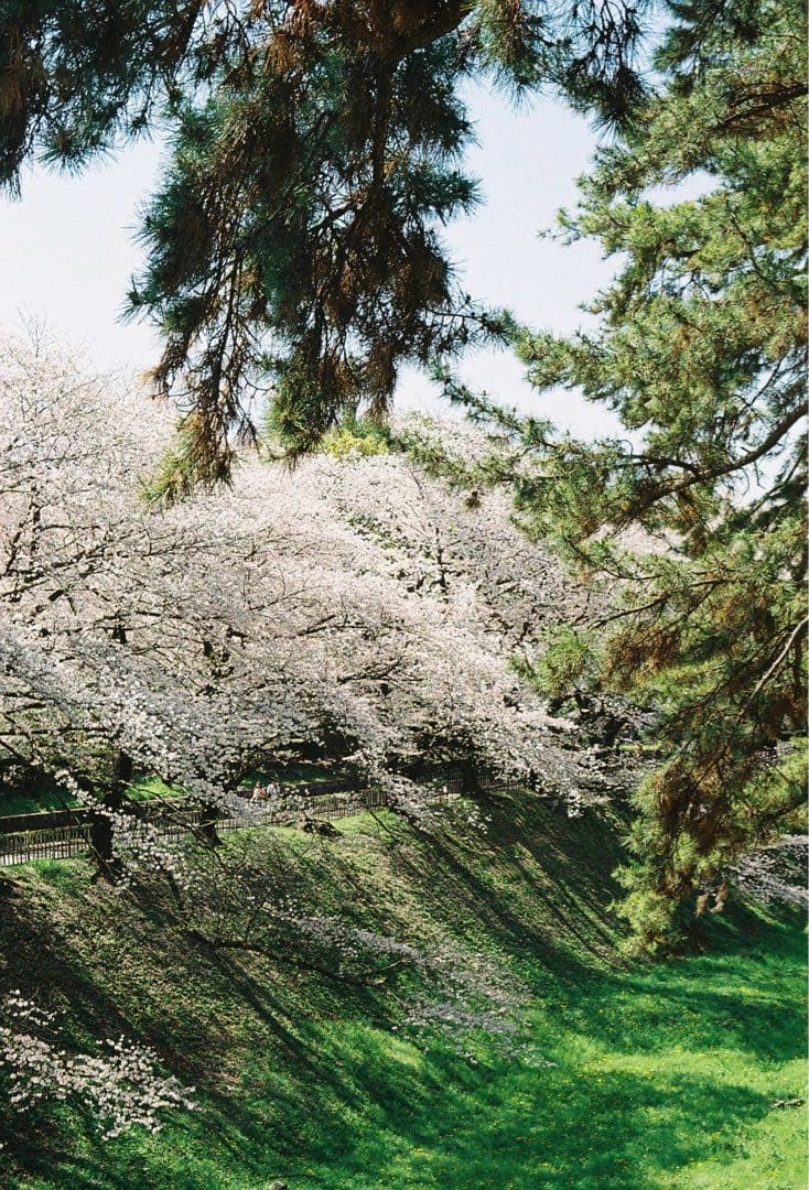 OLYMPUS PEN F フィルムカメラ