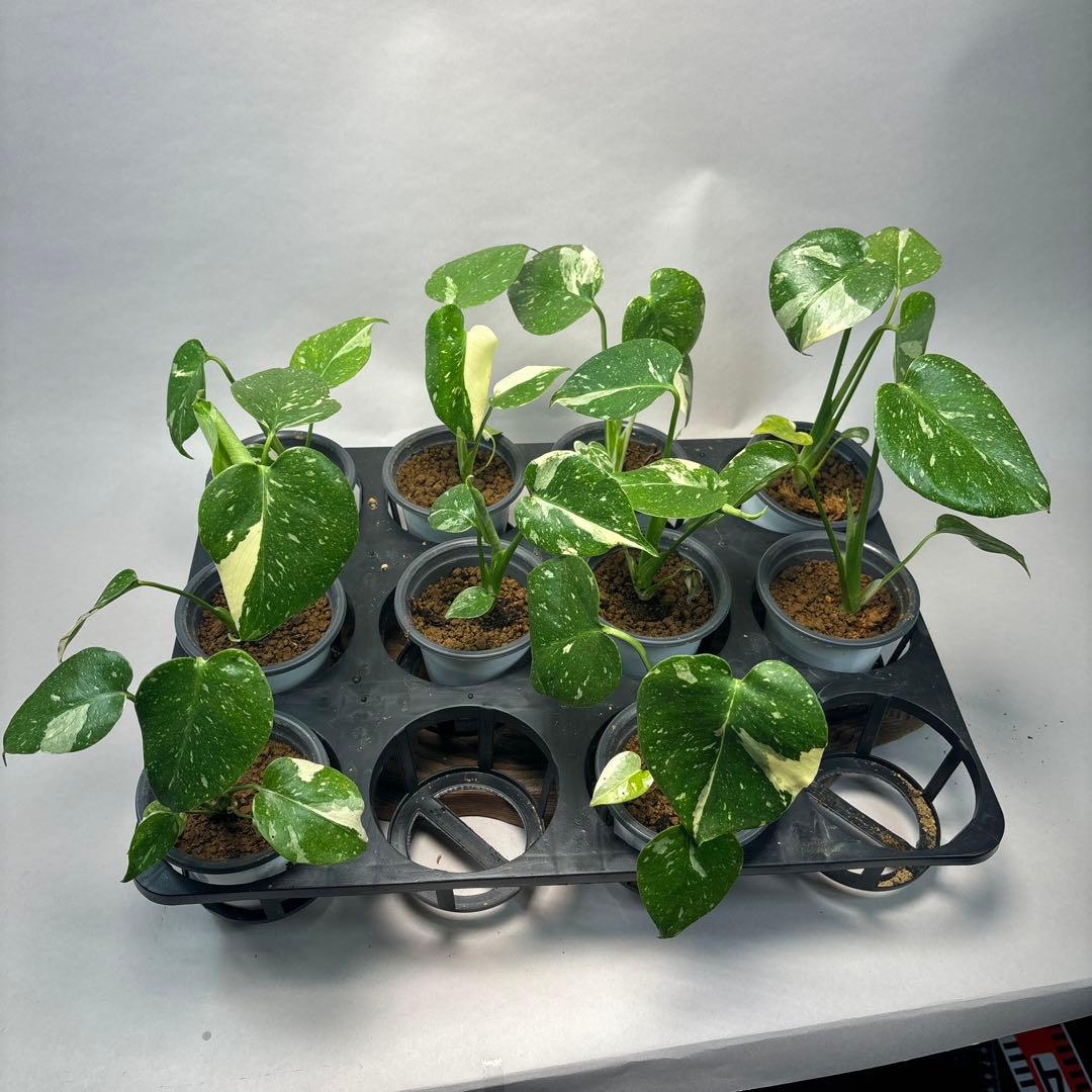 チ*-様 10株セットms34【特別選抜】モンステラ・タイコンステレーション 斑