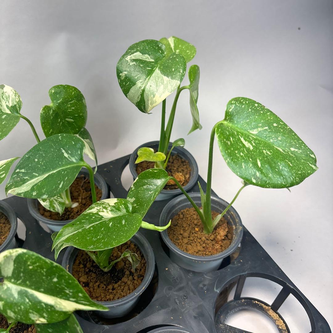 チ*-様 10株セットms34【特別選抜】モンステラ・タイコンステレーション 斑