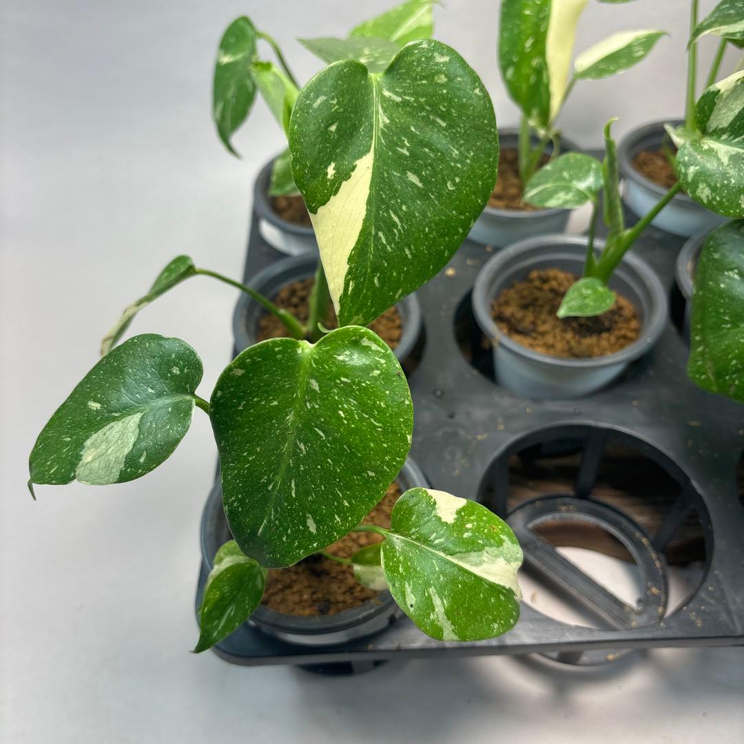 チ*-様 10株セットms34【特別選抜】モンステラ・タイコンステレーション 斑