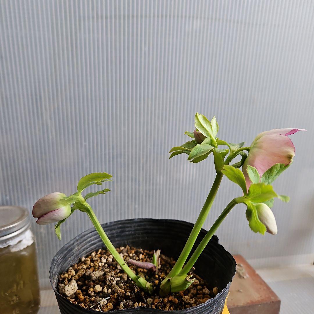 ★happy rose様ご購入苗㉖-436㉖-437クリスマスローズ