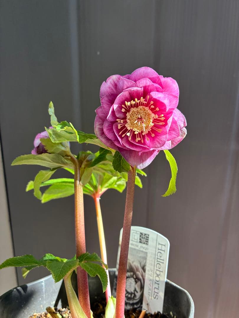 ♡広瀬園芸♡美少女ピンク白抜け　ソレイユ系