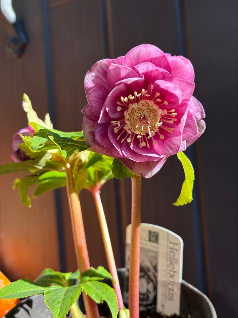 ♡広瀬園芸♡美少女ピンク白抜け　ソレイユ系