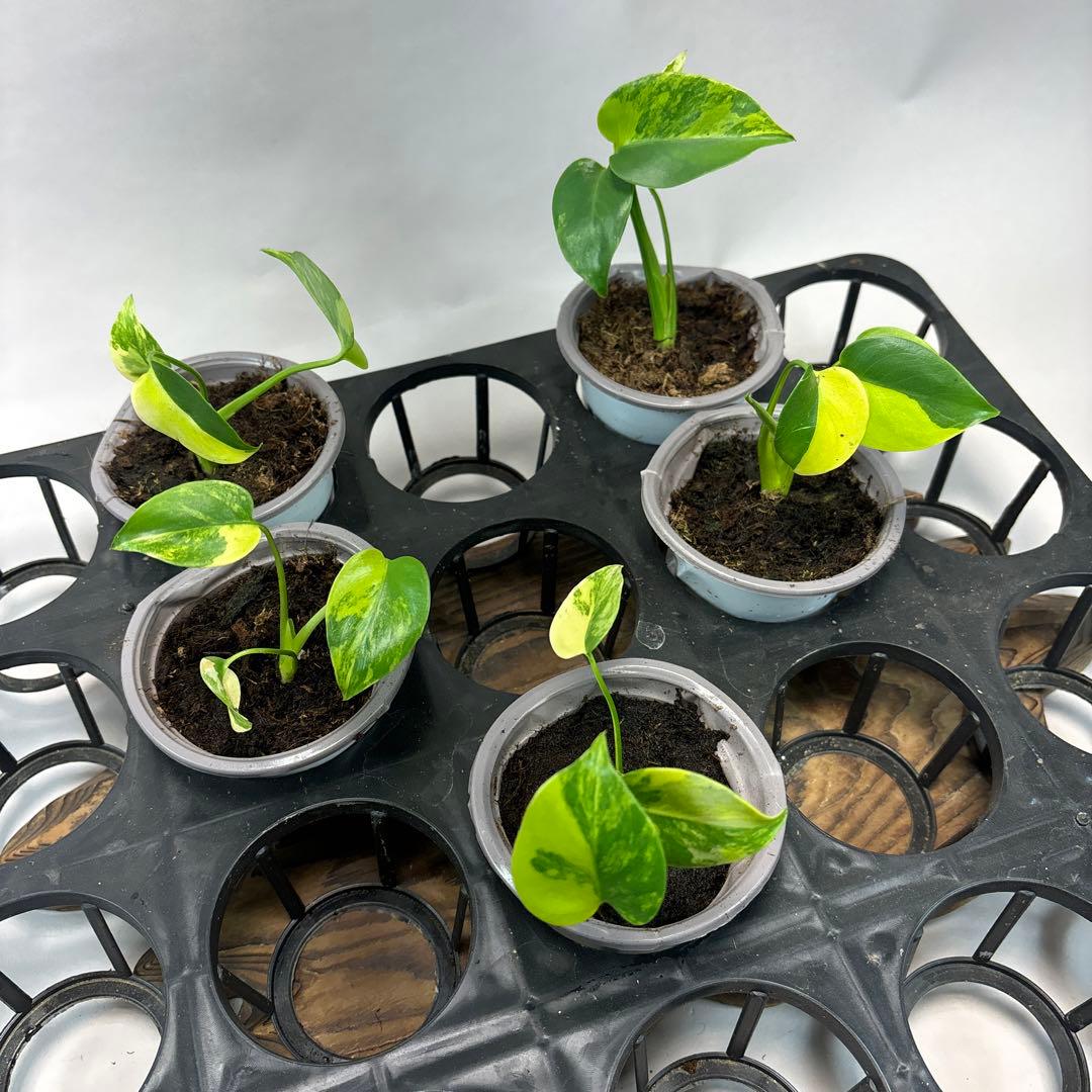 ち*か様 5株セットms76モンステラデリシオーサ イエローマリリン