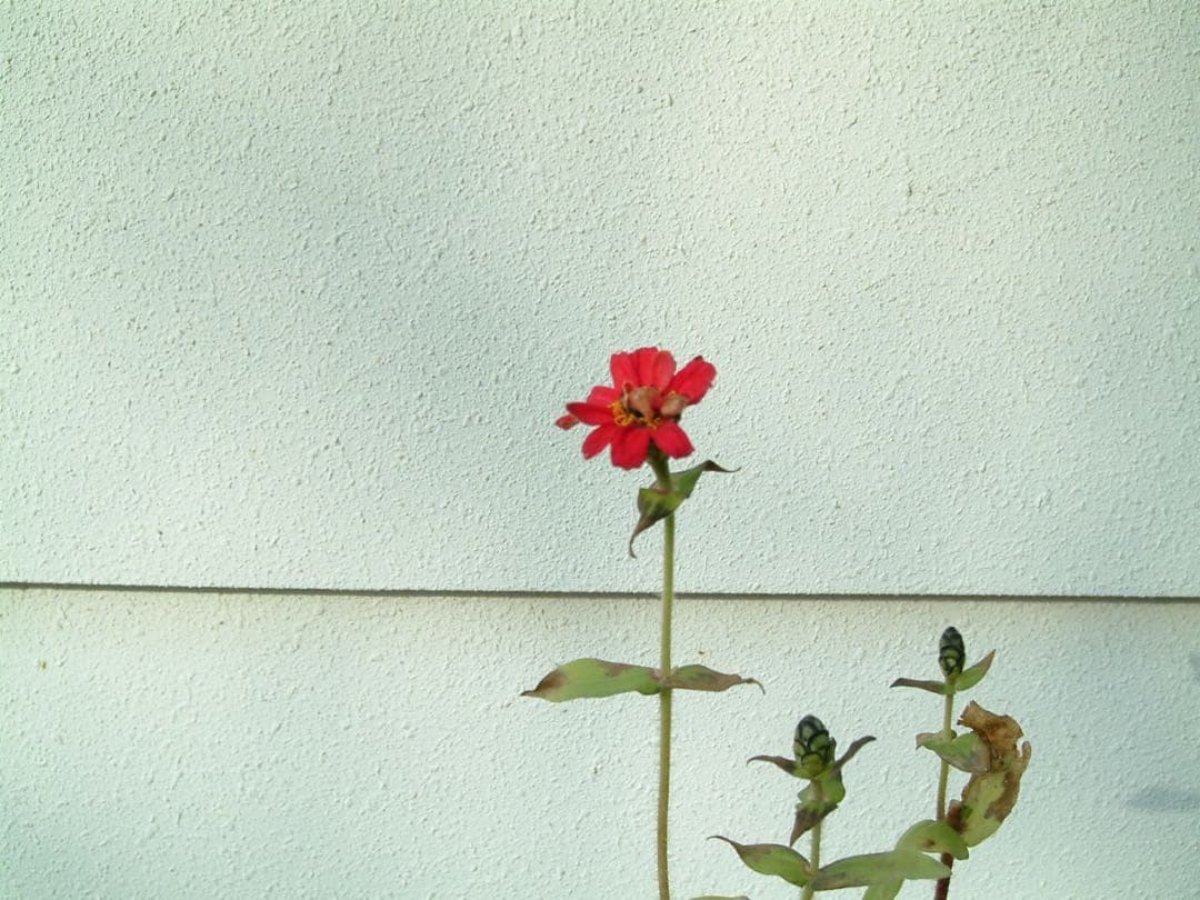 【作例あり】FUJIFILM finepix M603 コンデジ デジカメ