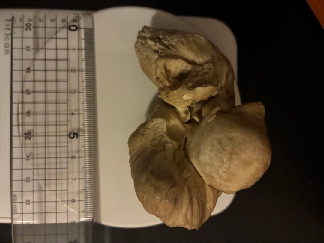 特大 布袋石 耳骨 化石 クジラ イルカ 鉱物 貝殻 ビーチコーミング