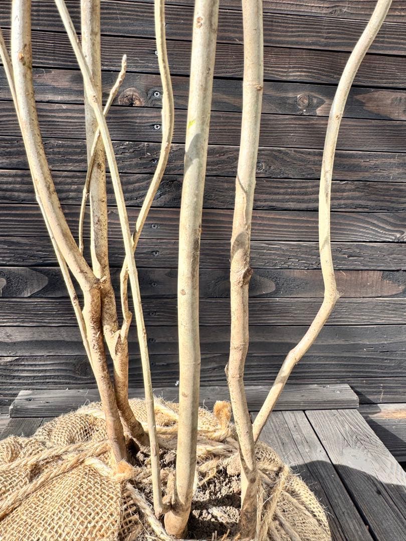 アオダモ/自生山採り【現品発送】管理70958