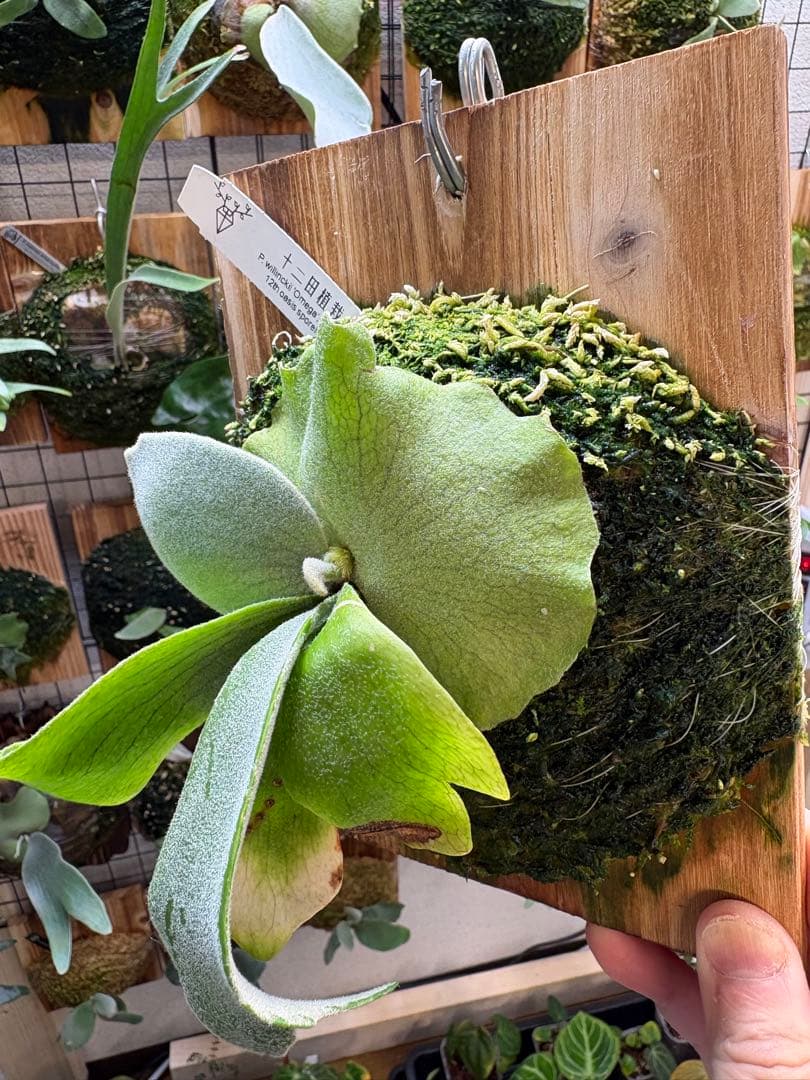 OMEGA×gqgq 12田植栽