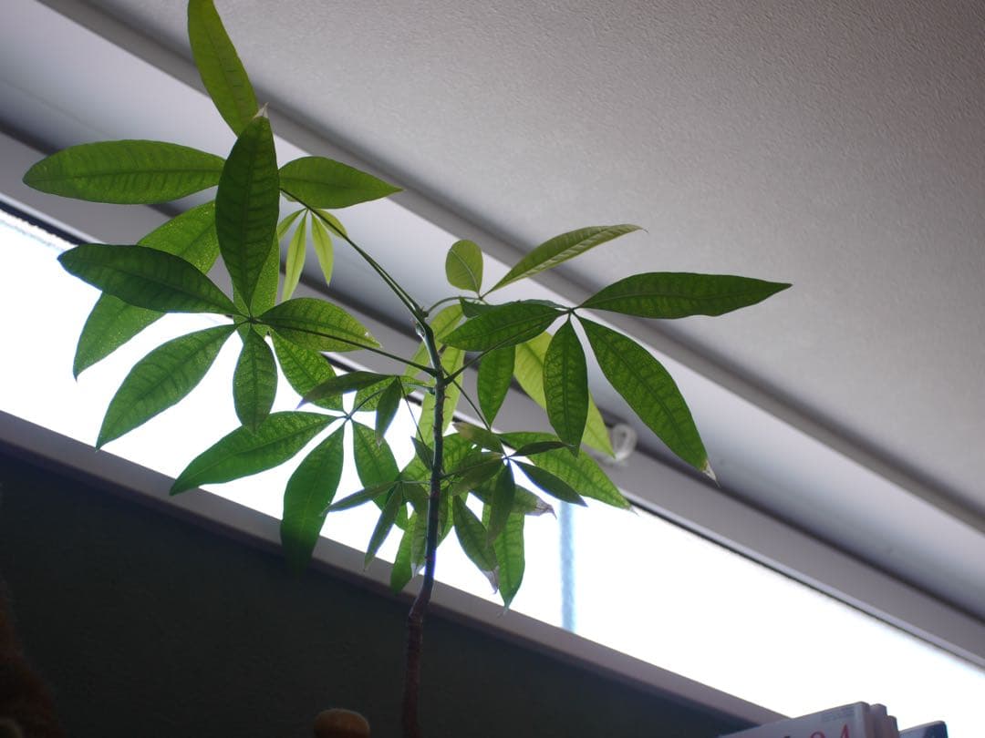 LUMIX GH1 ゴールド ミラーレス　ニコンオールドレンズf28 1:3.5