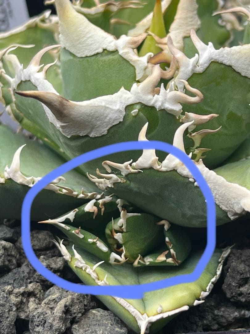 アガベ　チタノタ　ivory w.a アイボリーダブリューエー