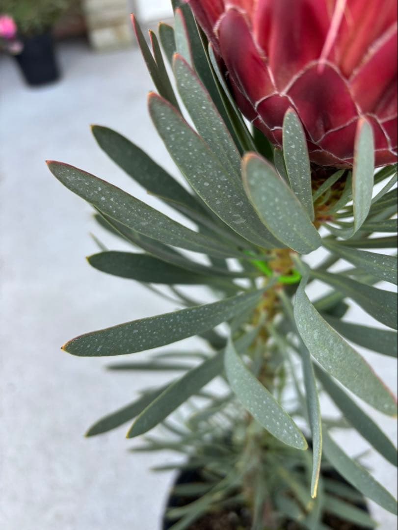 プロテアヴィーナス　ビーナス　希少！