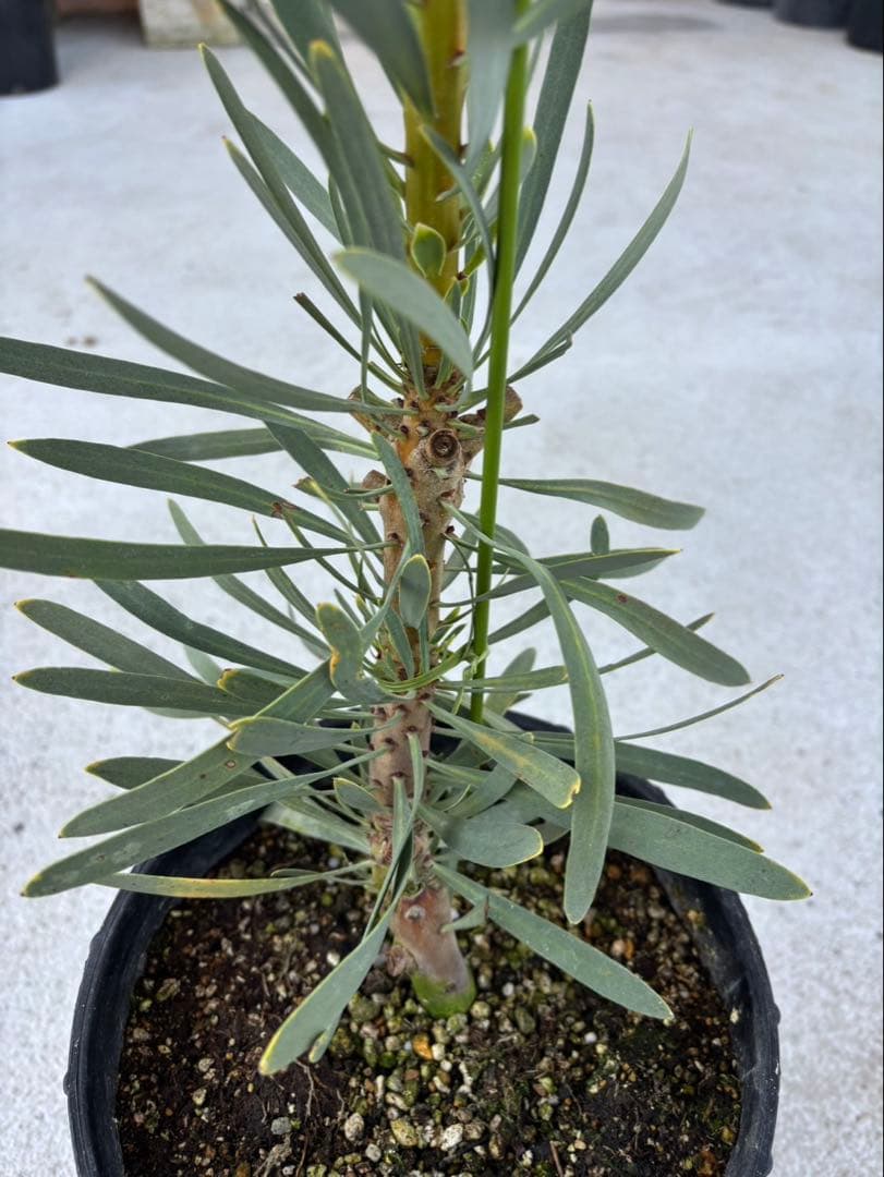 プロテアヴィーナス　ビーナス　希少！