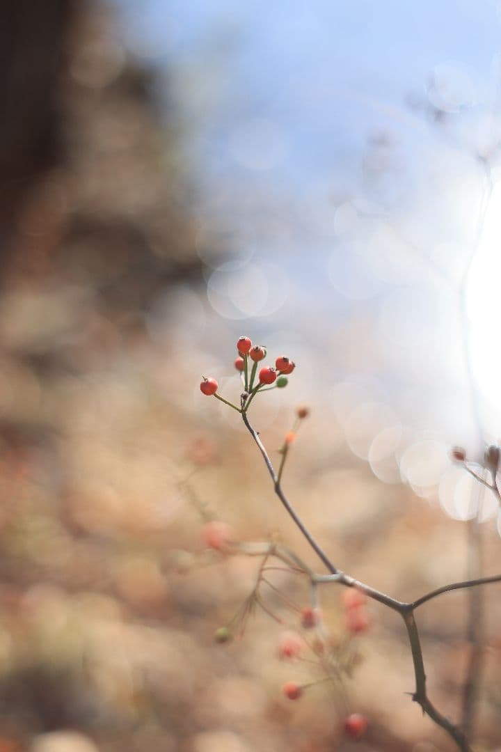 Super-Takumar 55mm F1.8 後期型 S/N：3686963