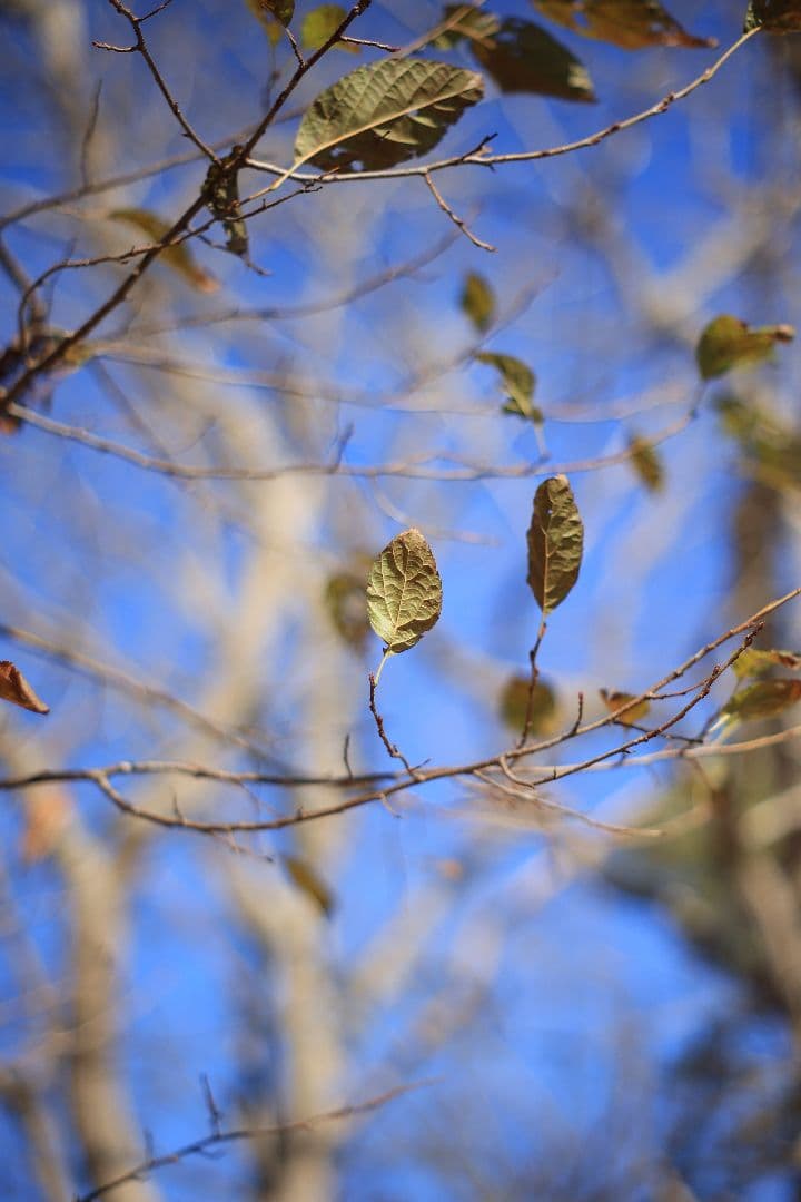 Super-Takumar 55mm F1.8 後期型 S/N：3686963