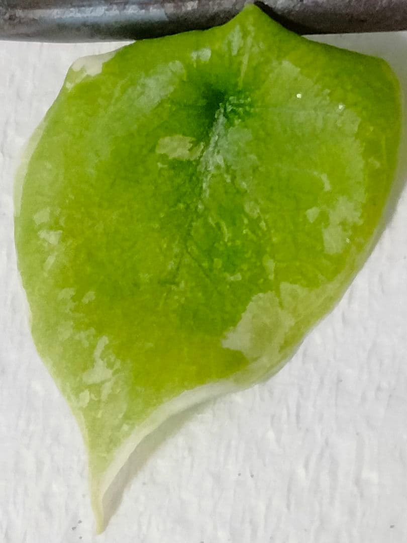 あ*き様 アロカシア メロ アルボ 斑入り