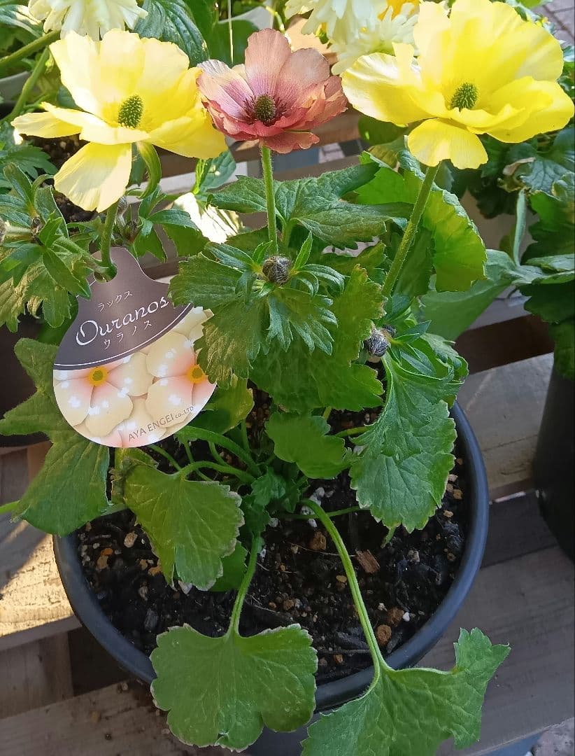 h*n様 ラナンキュラスラックス　ウラノス（キメラ咲き、変わり咲き）正規苗