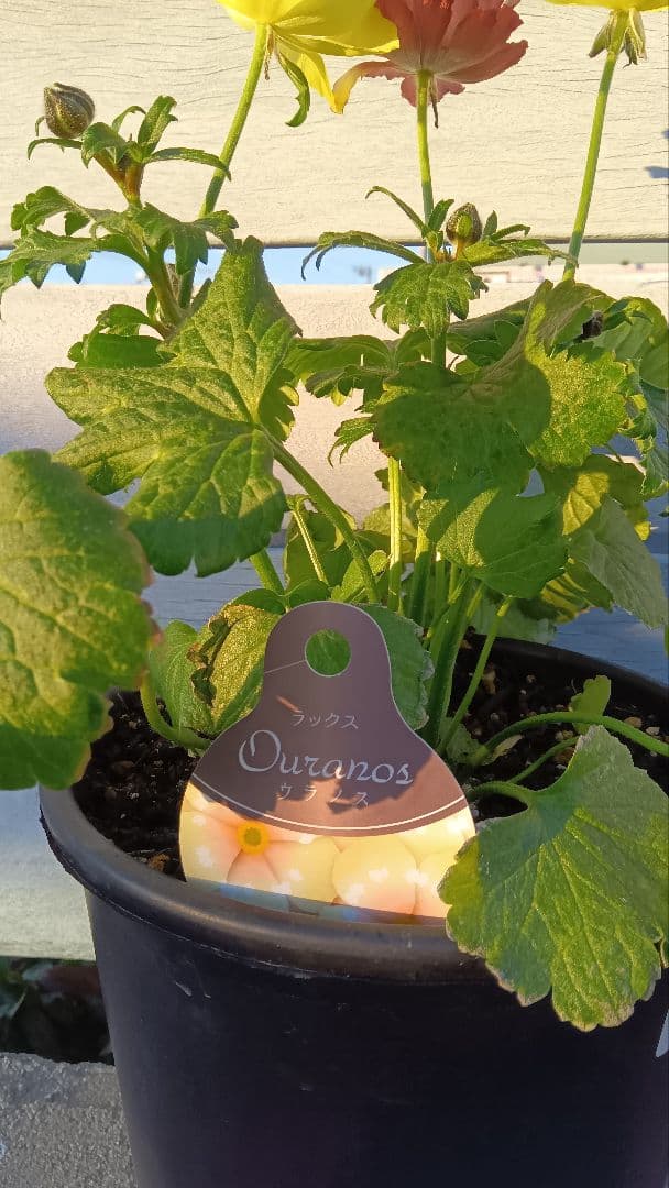 h*n様 ラナンキュラスラックス　ウラノス（キメラ咲き、変わり咲き）正規苗