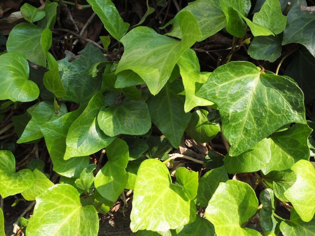 Fujifilm 富士フィルム X10 デジタルカメラ