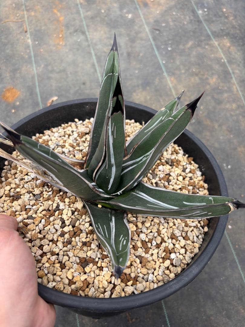 アガベ　笹吹雪　ニッケルシー　珍品　一本棘タイプ　検索　パリー　吉祥天