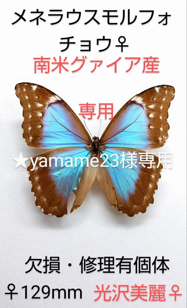 ★yamame23★モルフォ蝶標本 ディディウス・メネラウスМ２♀セット