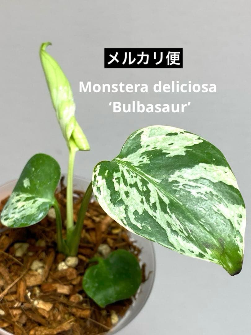 山*本様 a【将来有望株‼️】モンステラ　デリシオーサ　バルバソー　フシギダネ/