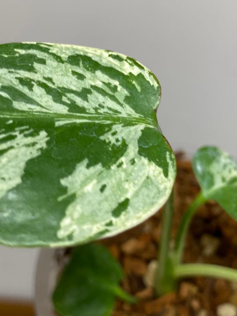 山*本様 a【将来有望株‼️】モンステラ　デリシオーサ　バルバソー　フシギダネ/