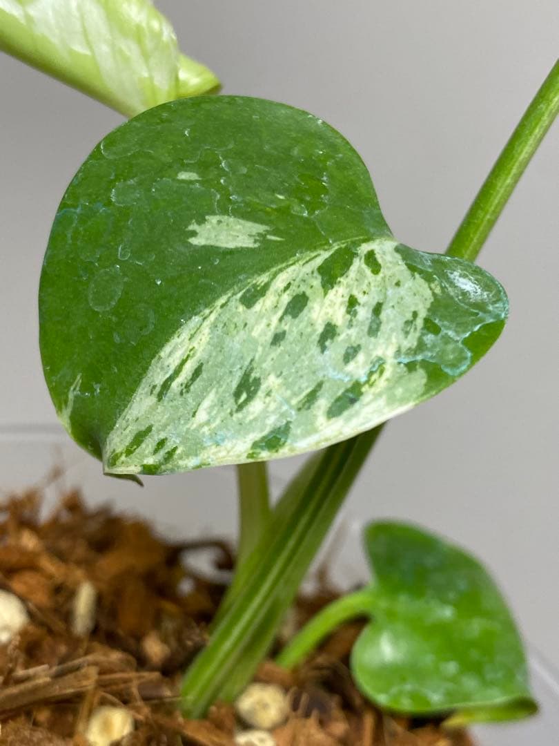 山*本様 a【将来有望株‼️】モンステラ　デリシオーサ　バルバソー　フシギダネ/