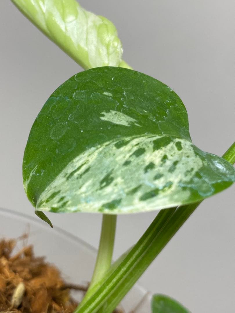 山*本様 a【将来有望株‼️】モンステラ　デリシオーサ　バルバソー　フシギダネ/