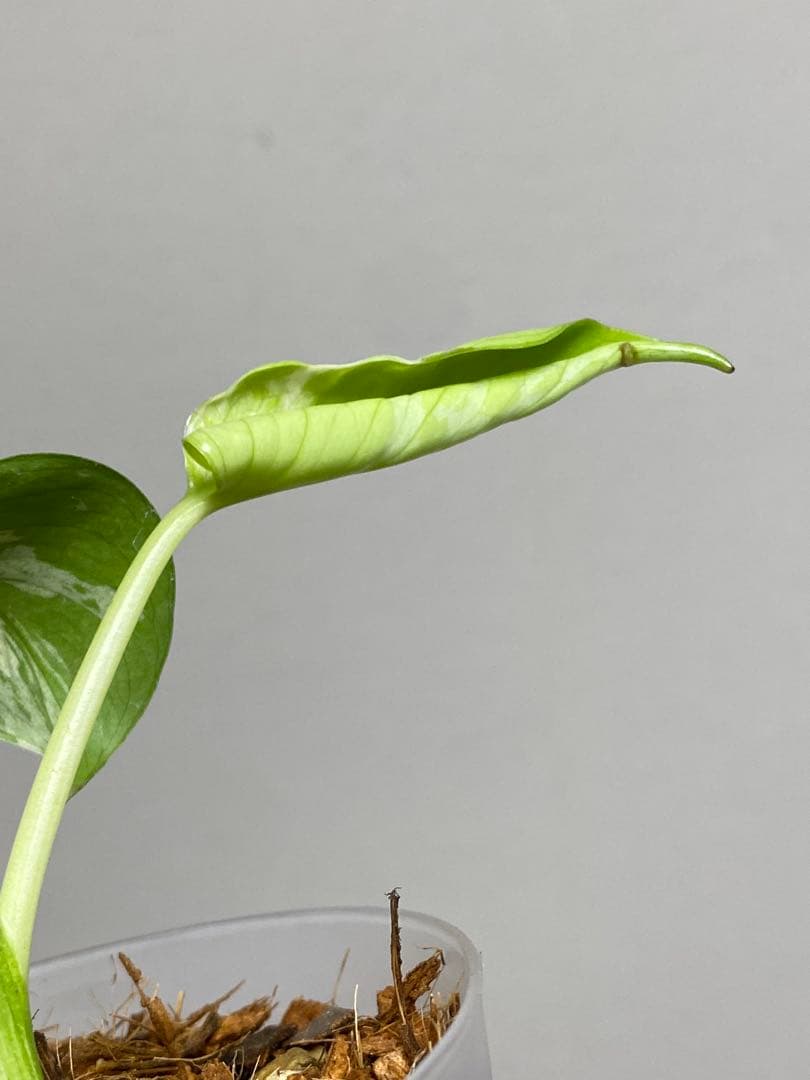 山*本様 a【将来有望株‼️】モンステラ　デリシオーサ　バルバソー　フシギダネ/