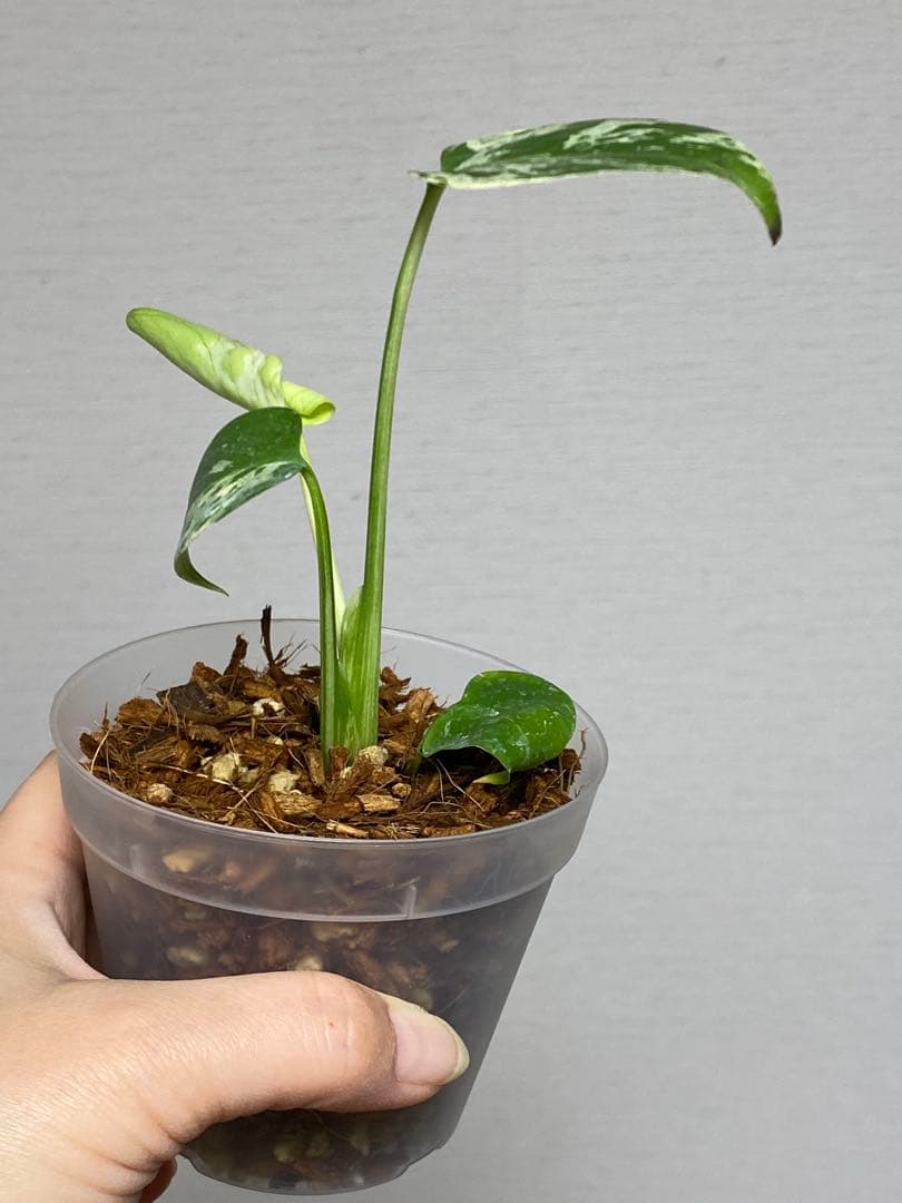 山*本様 a【将来有望株‼️】モンステラ　デリシオーサ　バルバソー　フシギダネ/