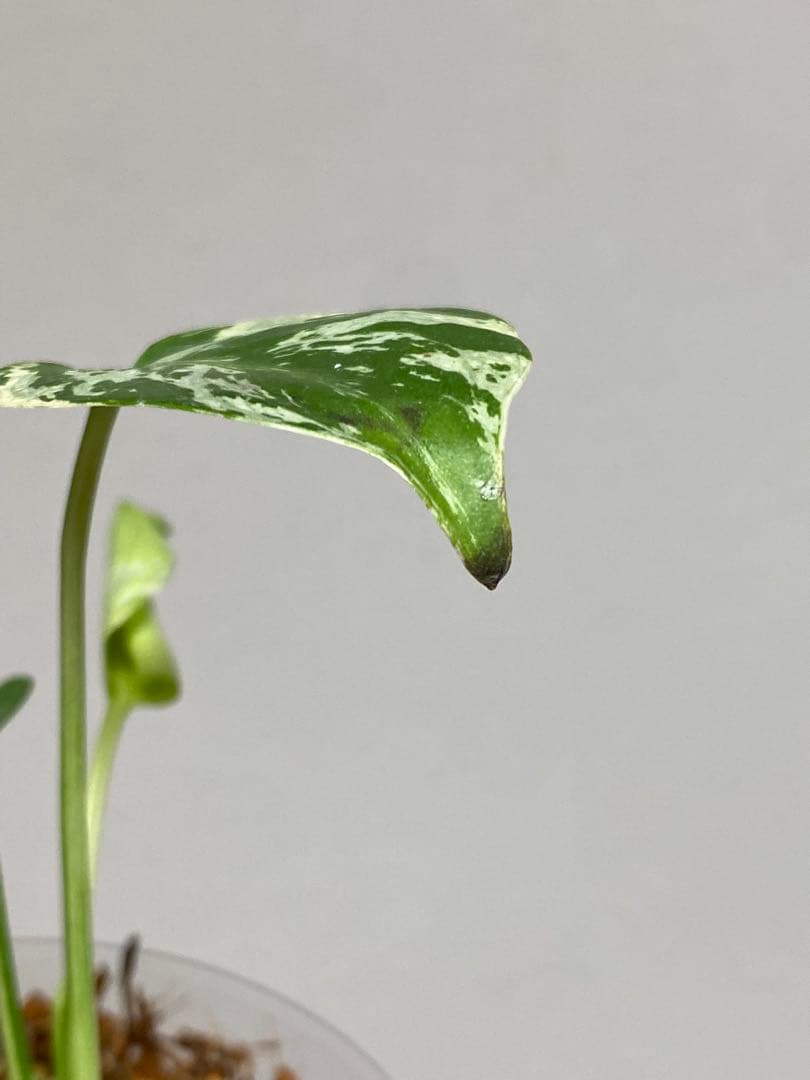 山*本様 a【将来有望株‼️】モンステラ　デリシオーサ　バルバソー　フシギダネ/