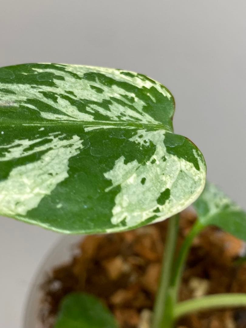 山*本様 a【将来有望株‼️】モンステラ　デリシオーサ　バルバソー　フシギダネ/