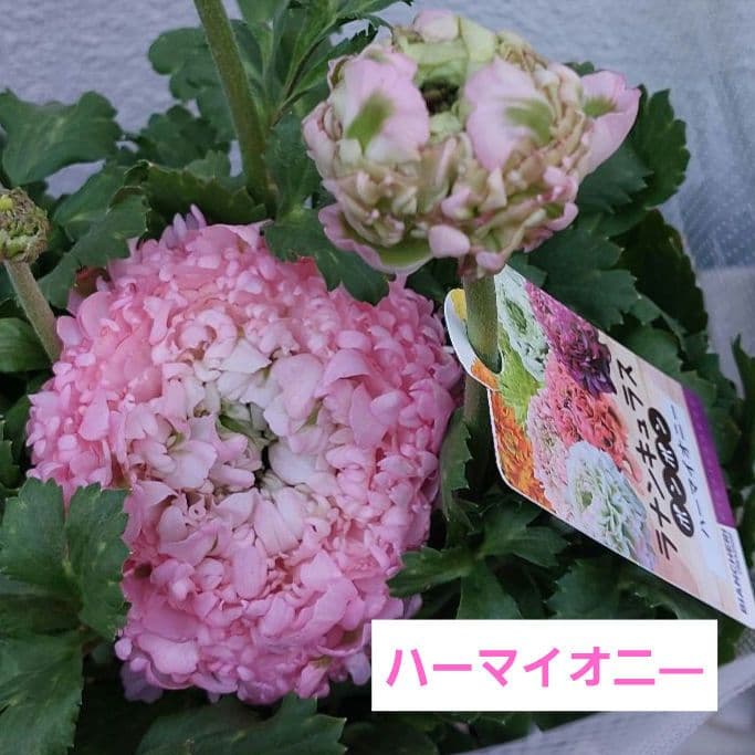 レア色、ラナンキュラスポンポン『ハーマイオニー』透け感綺麗な5号鉢植え大苗