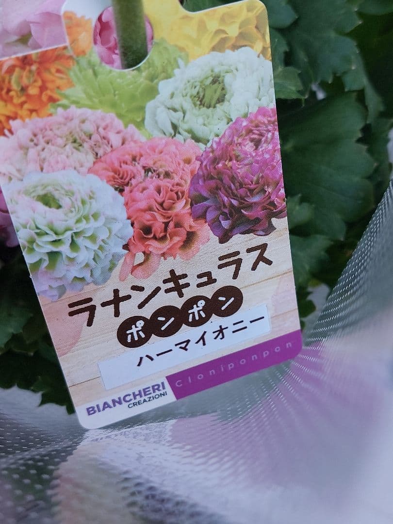 レア色、ラナンキュラスポンポン『ハーマイオニー』透け感綺麗な5号鉢植え大苗
