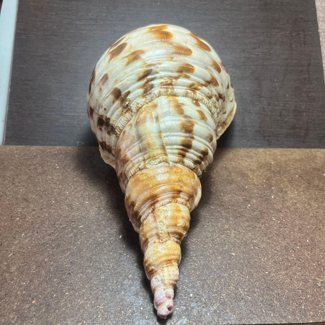 激レア　長崎県産　法螺貝　ホラガイ