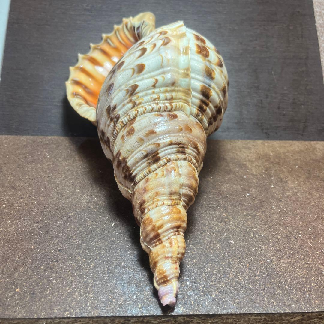 激レア　長崎県産　法螺貝　ホラガイ