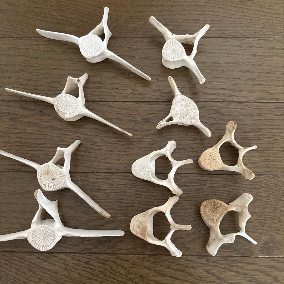 【希少】値下げ！イルカ　スナメリ10本セット　背骨　椎骨　標本　骨格標本