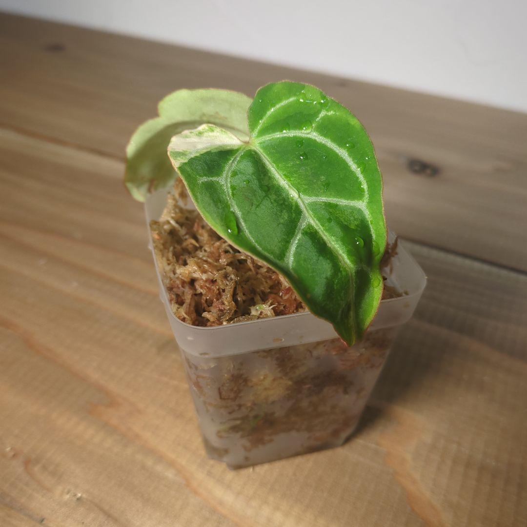 g*き様 Anthurium Crystallinum Variegated