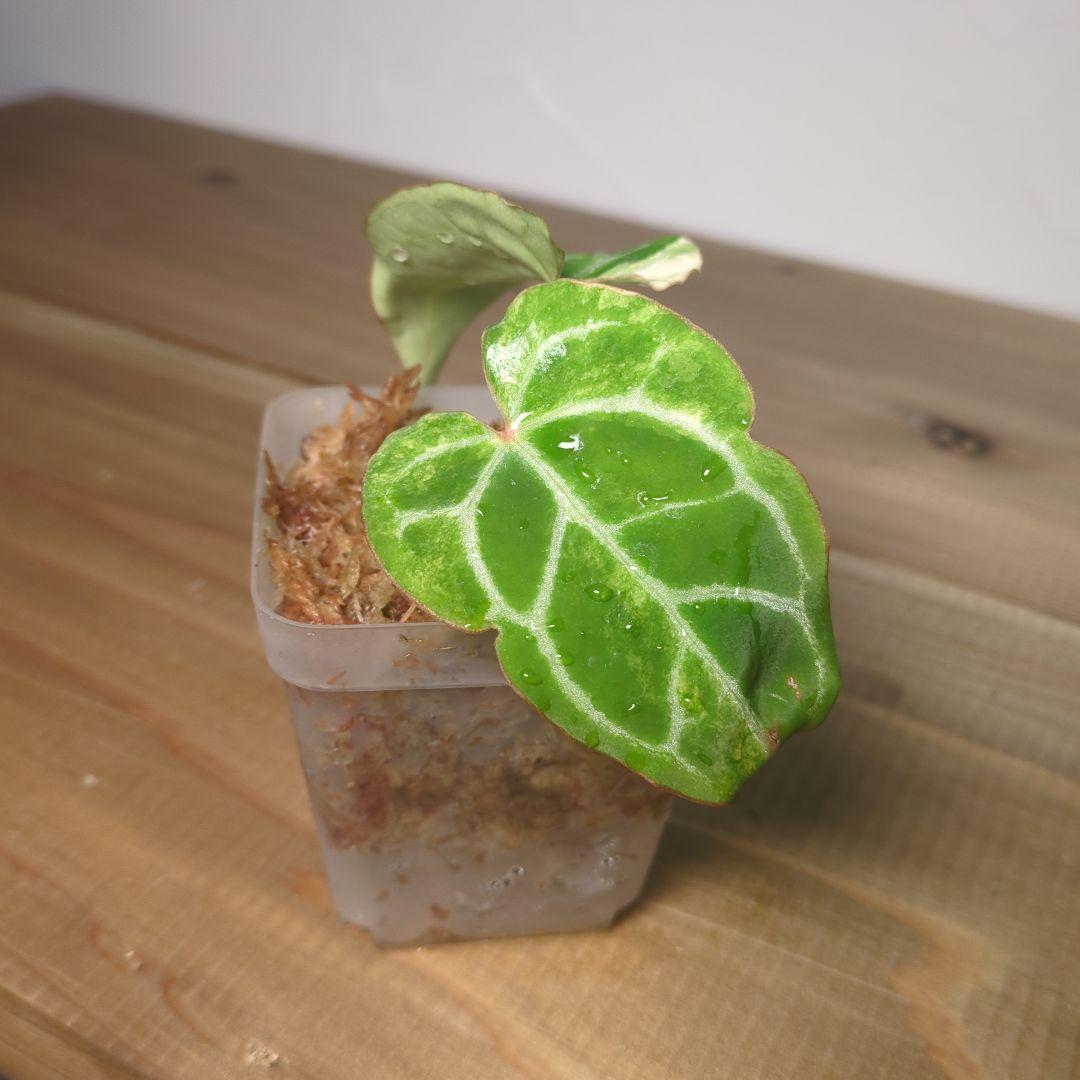 g*き様 Anthurium Crystallinum Variegated