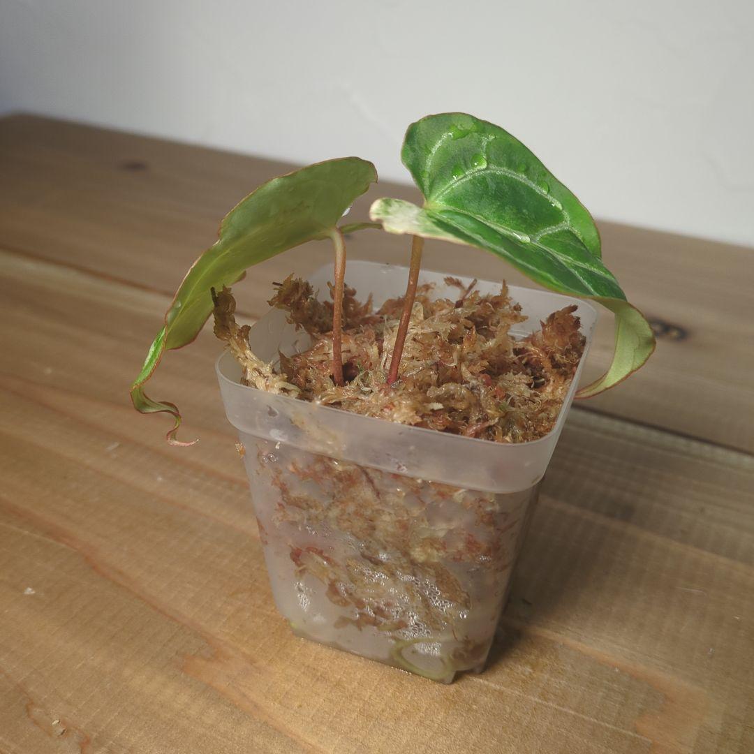 g*き様 Anthurium Crystallinum Variegated