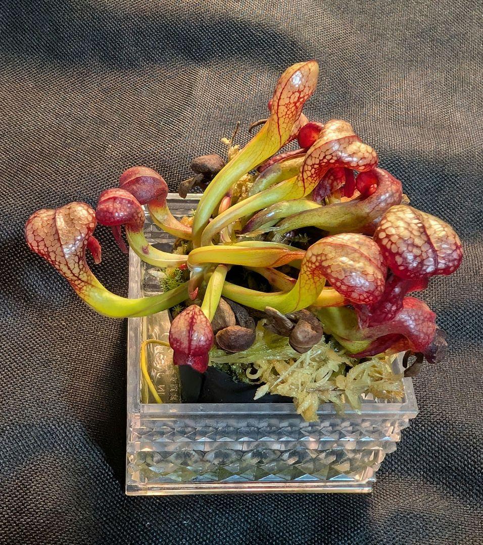 狩*登様 食虫植物 ダーリングトニア・カリフォルニカ 【速達】