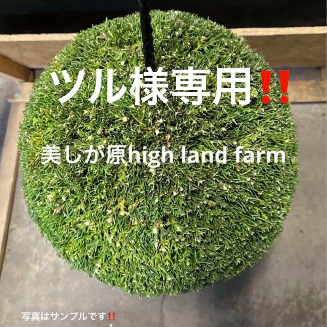 杉玉　約35センチ屋根付き‼️お客様ご注文品♪