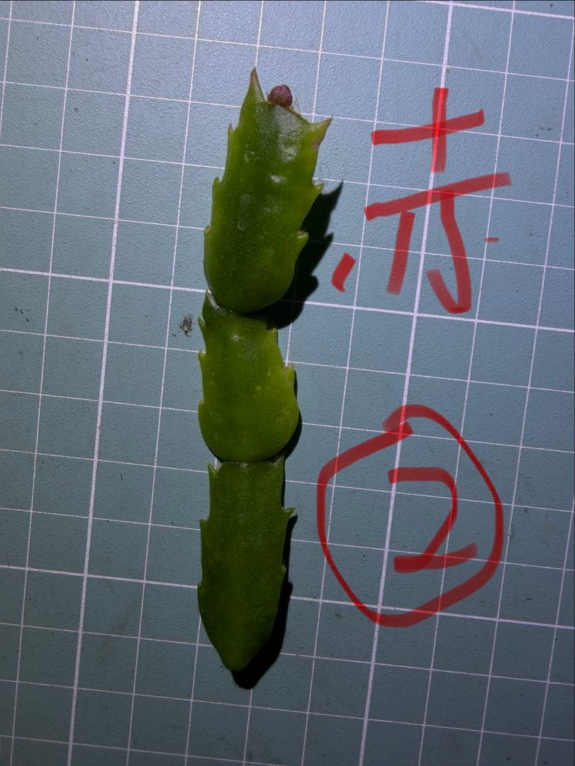 デンマークカクタス シャコバサボテン　赤羽 　葉挿し　1473