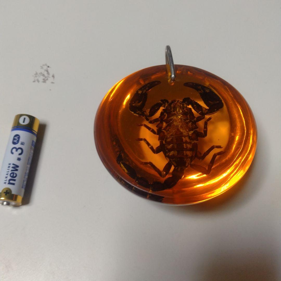 サソリ標本 ペンダントヘッド。