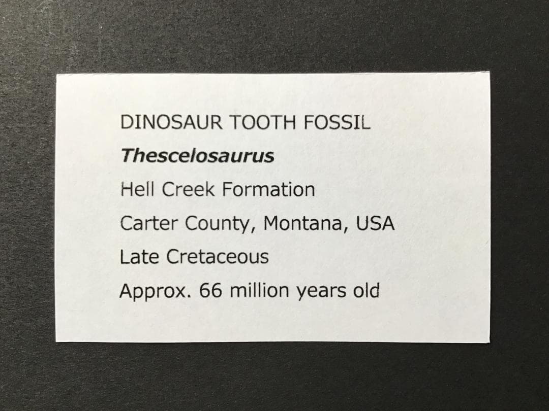 恐竜の歯 テスケロサウルス [DS396] 化石 希少 レア