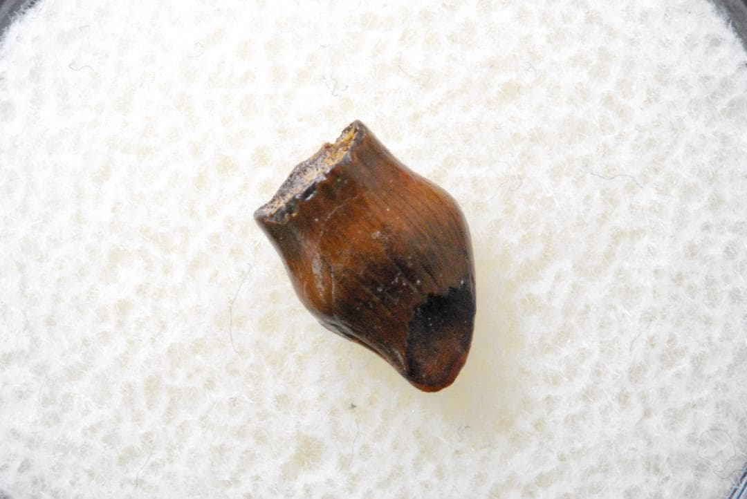 恐竜の歯 テスケロサウルス [DS396] 化石 希少 レア