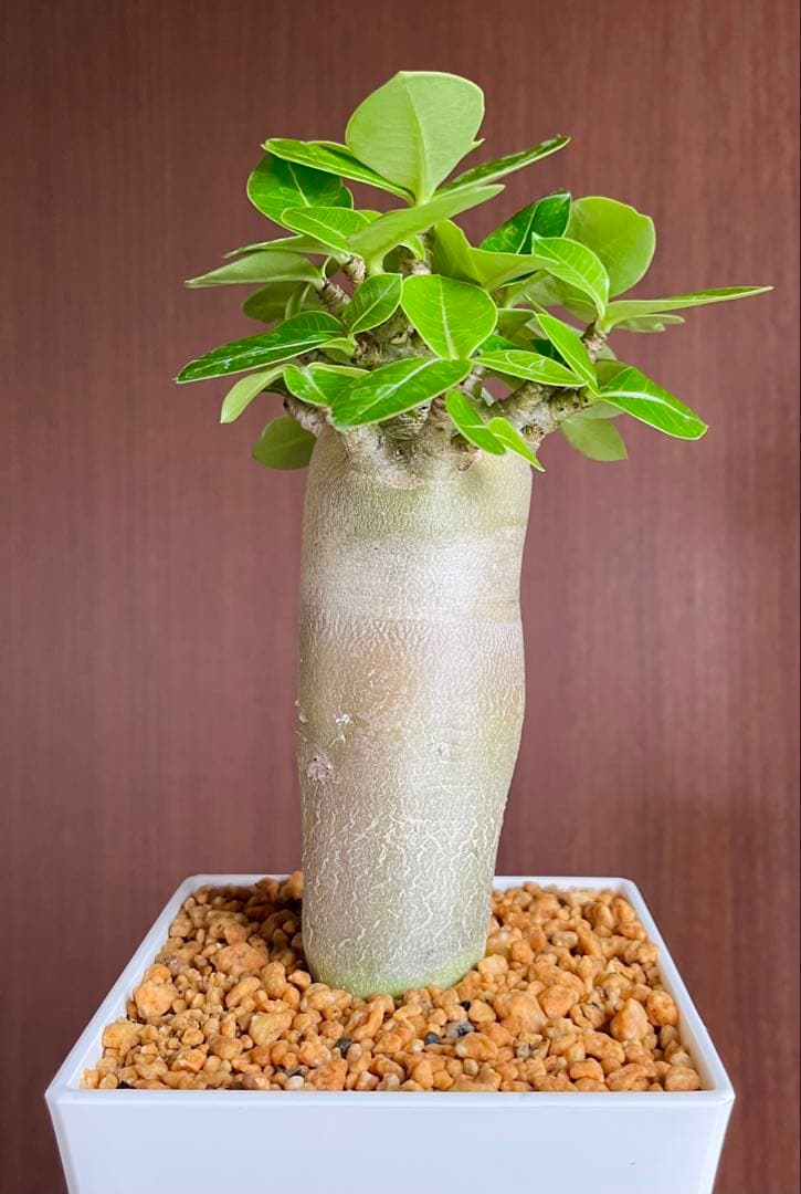 コロ助【激レア】アデニウム アラビカム ゴジ バオバブタイプ 鉢植え